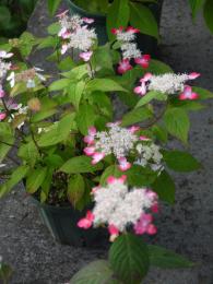 山紫陽花～紅(くれない）