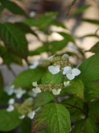 山紫陽花～くれない