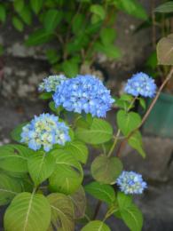 紫陽花の