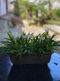 白花小菖蒲