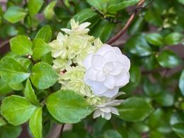 山紫陽花～笹の舞