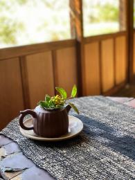 潮菊
