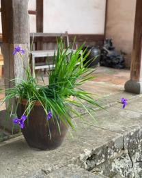 菖蒲