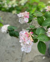 紫陽花季～白花紫陽花
