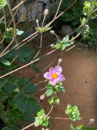 秋明菊