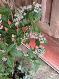 山紫陽花～奥多摩小紫陽花