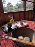 諸葛菜(しょかつさい)