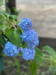 紫陽花の