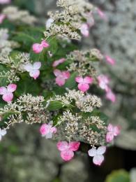 山紫陽花～紅その1