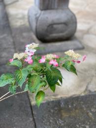 山紫陽花～紅その2