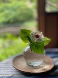 高砂芙蓉