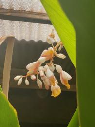 月桃の花