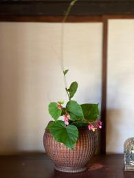 秋海棠