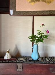 芍薬