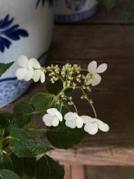 紫陽花花ひらく
