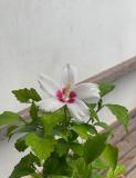 底紅木槿
