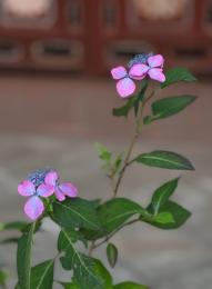 紫陽花季～山紫陽花