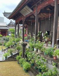 第38回紫陽花季～雨にけむる花たち