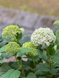 雨にけむる花たち