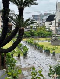 雨の紫陽花