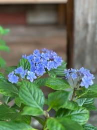 紫陽花の終わりごろ