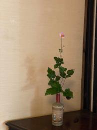 貴船菊
