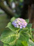 紫陽花の