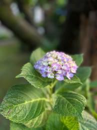 紫陽花の