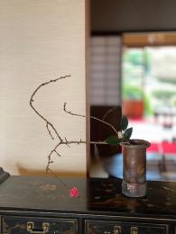 初嵐と花桃
