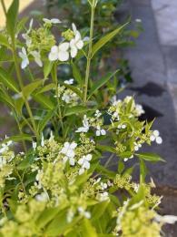 紫陽花季～香り紫陽花