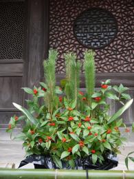 新春花あそび３