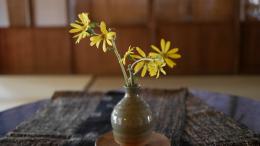 石蕗の花