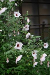 高砂芙蓉