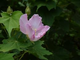 酔芙蓉２