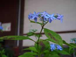 紫陽花の