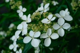 紫陽花季～中国琉球香り紫陽花