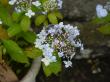 山紫陽花～「別子てまり」