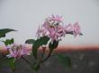 山紫陽花～「乙女の舞」