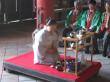 本堂でのお献茶は知足庵流長崎支部の皆様