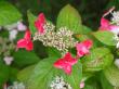 シーボルトがすでに発見していた紅額は紫陽花の女王