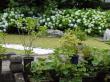 東明燕には本来の藍色のおおぶりの紫陽花が満開