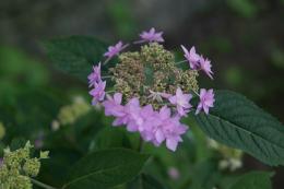 山紫陽花～七段花(しちだんか)