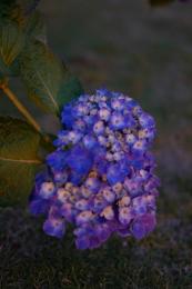 紫陽花季～藍紫の